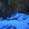 Poisson des abysses, apparemment de la catégorie des benthiques vu sa propension à rester au fond de son aquarium