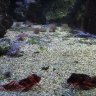 Grondins Rouges - poissons benthiques qui utilise les 3 rayons libres de ses nageoires pectorales pour progresser sur les fonds marins et chasser, ce qu'il fait activement.