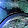 L'arrivée du plongeur dans le tunnel. Cet aquarium nécessite une intervention humaine pour son entretien et l'apport de nourriture aux 200 espèces différentes qui le peuplent. Certaines d'entre elles qui se cantonnent au fond se verraient réduites à la portion congrue sans ses attentions. 