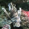 Rascasse Volante - ce gracieux poisson des récifs coralliens est une bête dangereuse. Succomber à sa danse des 7 voiles peut vous valoir fièvres, nausées et difficultés respiratoires ; sa nageoire dorsale recélant de grandes épines venimeuses. 