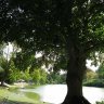 On recense quelques 1400 arbres dans le parc Montsouris, ici un beau charme au bord du lac.