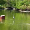 Le parc Montsouris abrite de nombreuses sortes d'oiseaux, en particulier des espèces aquatiques grâce au lac. Ici, près de l'île, un héron cendré et un colvert.